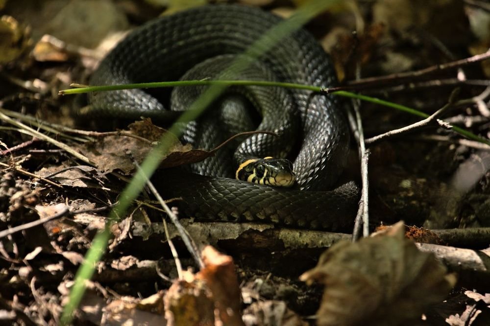 Дикие животные