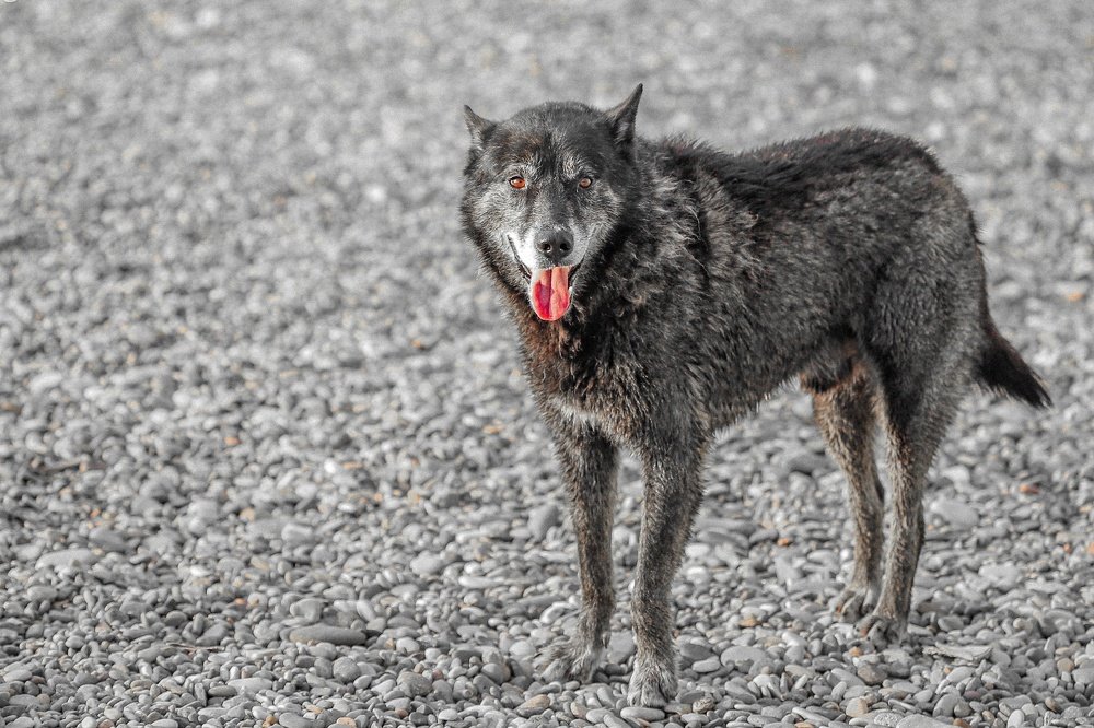 Photograph by Giga Kokoladze