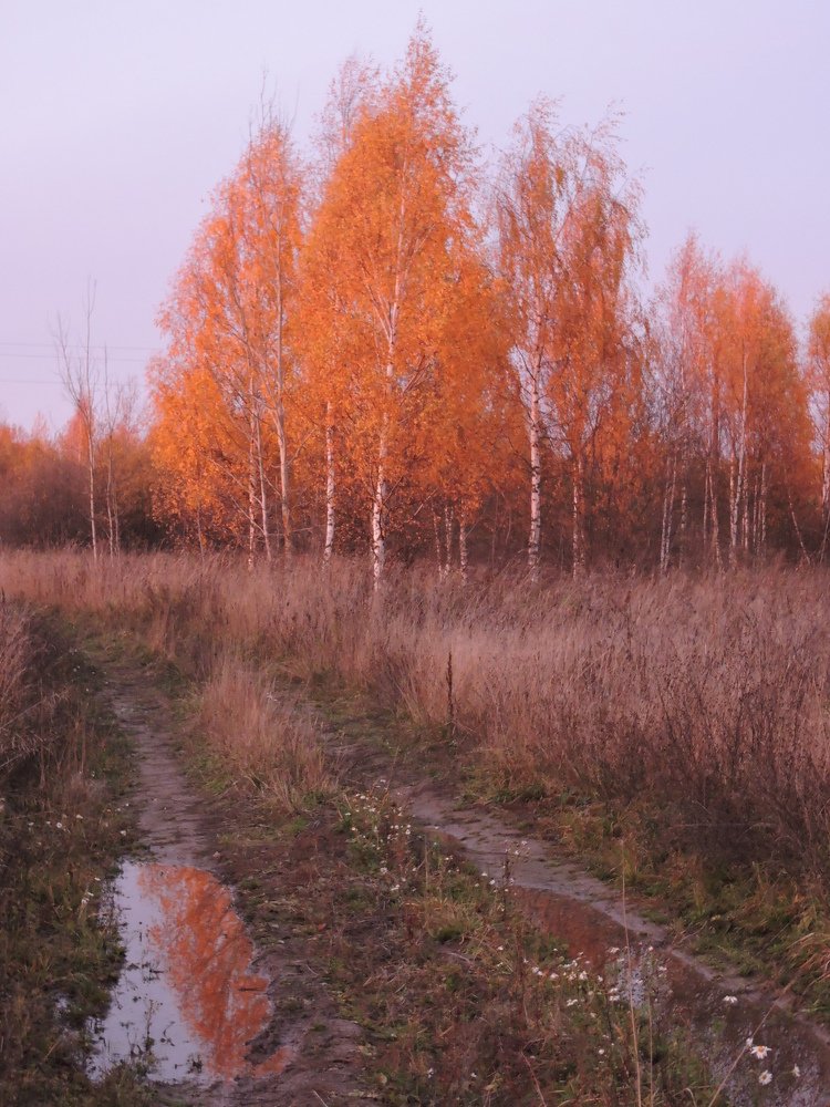 Берёзовая роща