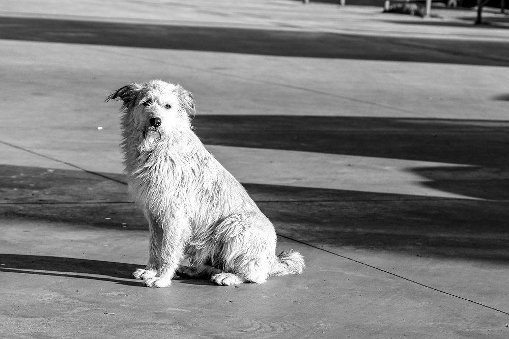 Photograph by Giga Kokoladze