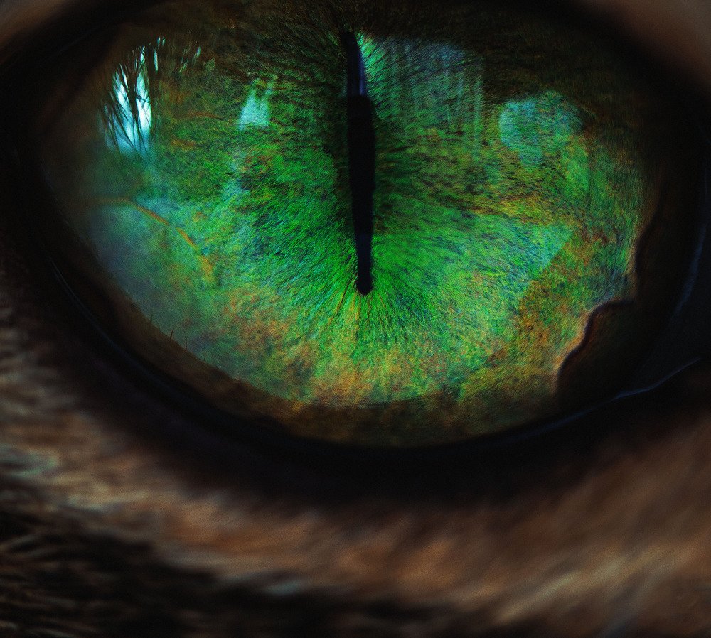 Photograph by Виталий Гуляев