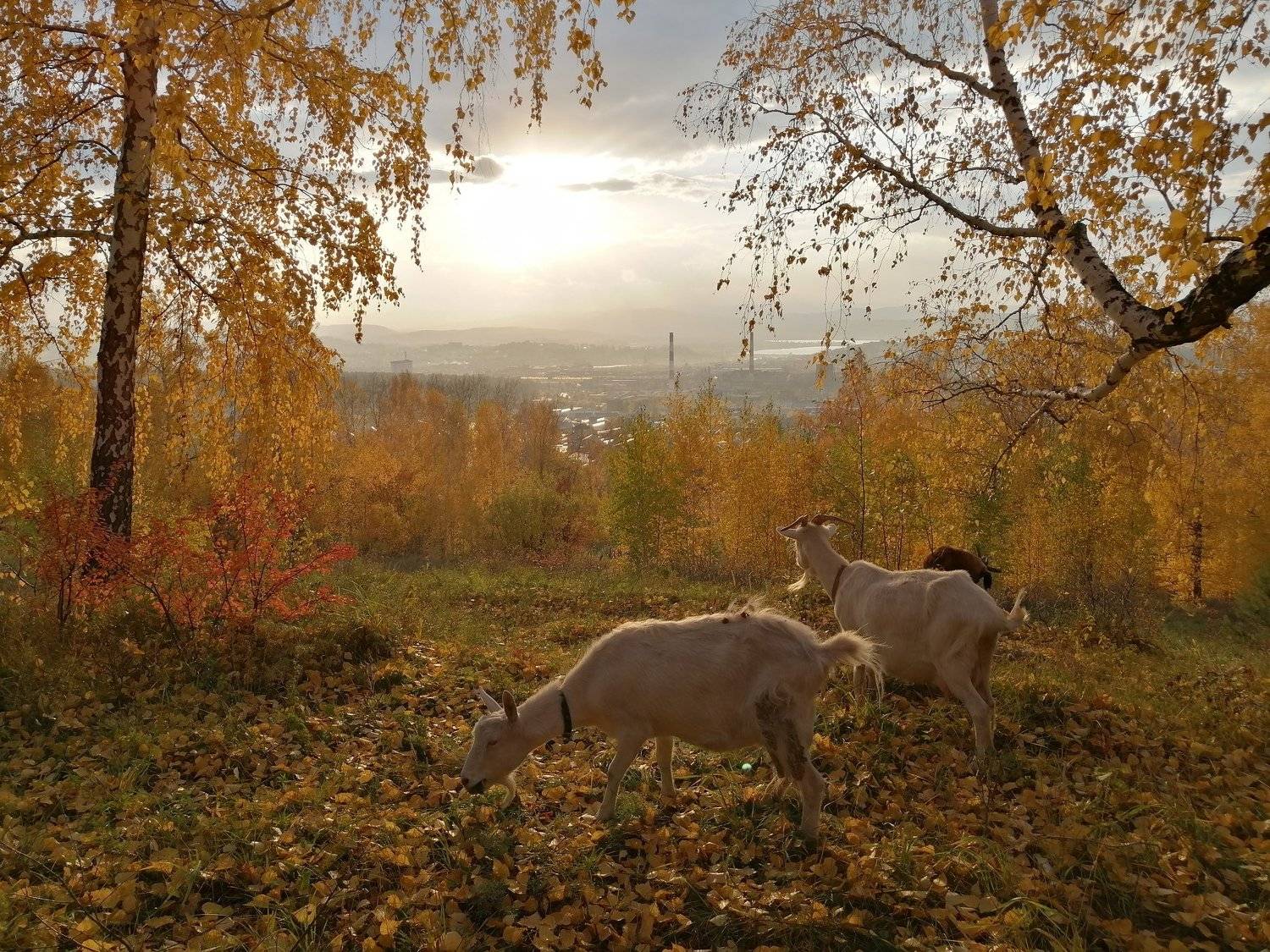 Осенние красоты