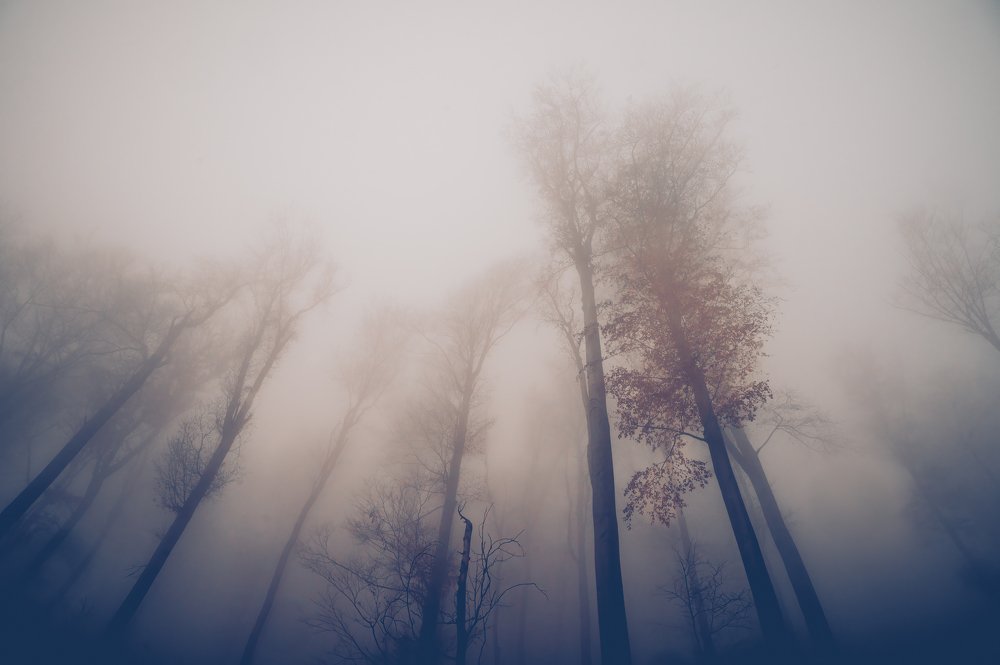 The fog is coming with me