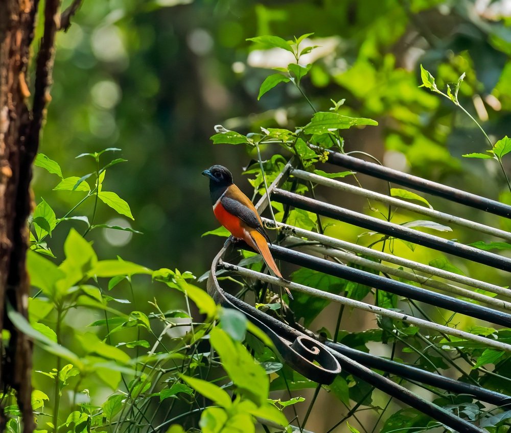 The Malabar trogon (Harpactes fasciatus)