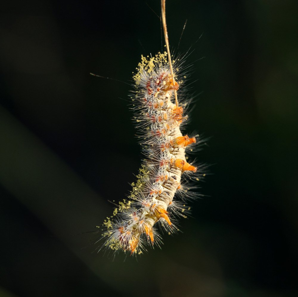 Фотография автора Dolli Pogrebnaya