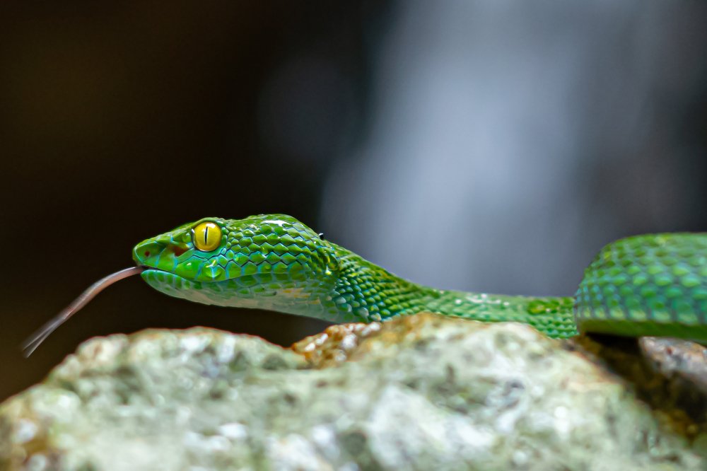 Photograph by Vyra Chentra