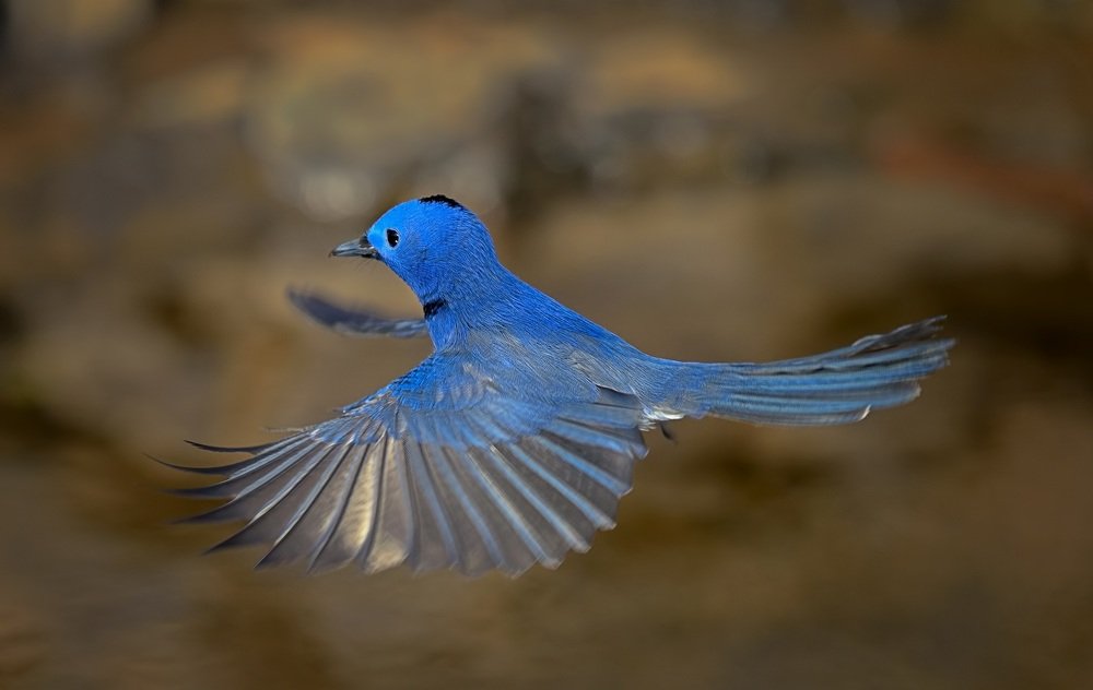 The Black-naped monarch in flight