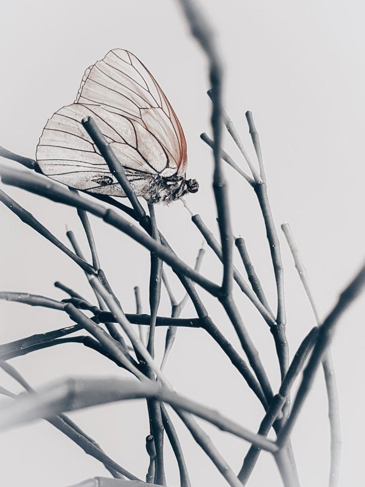 "Заблудилась"