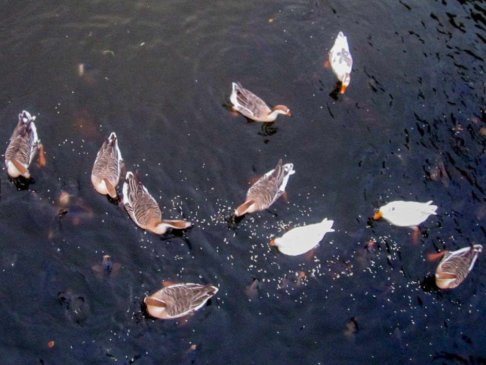 Photograph by Susmita Paul