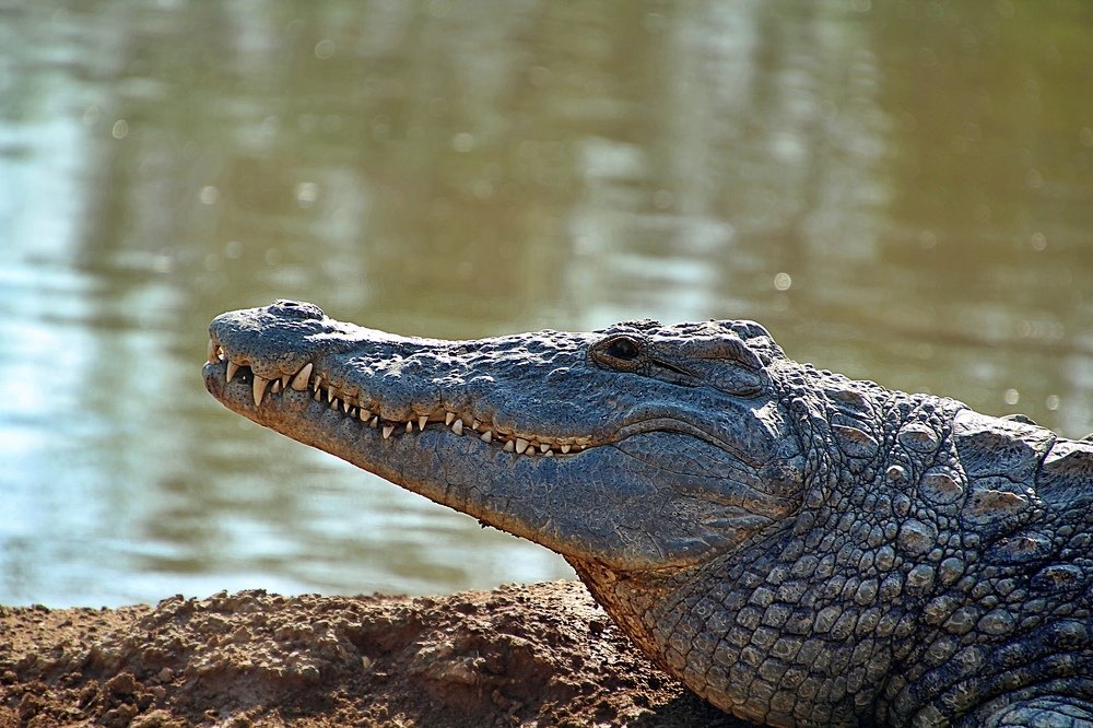 Photograph by Debbie Strauss