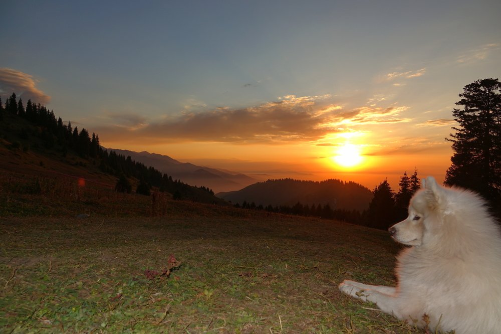 Autumn evening in the mountains of the Trans-Ili Alatau, with a husky. Northern Tien Shan.