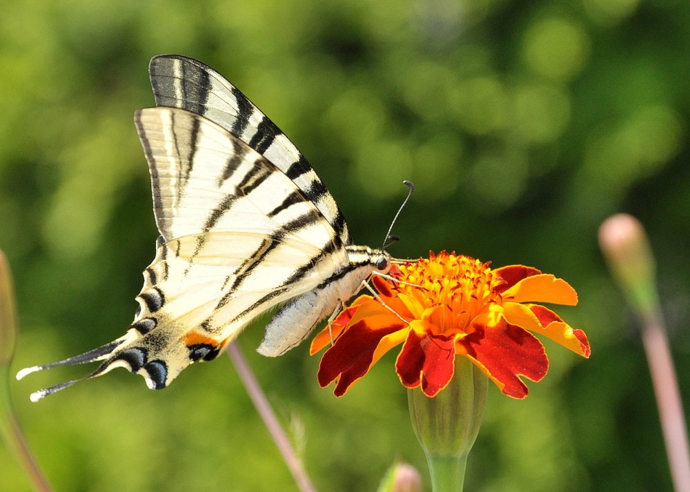 Photograph by Александр Штифман