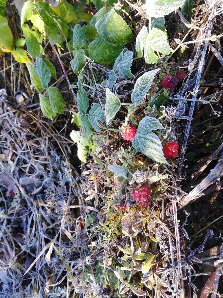 Первый иней.