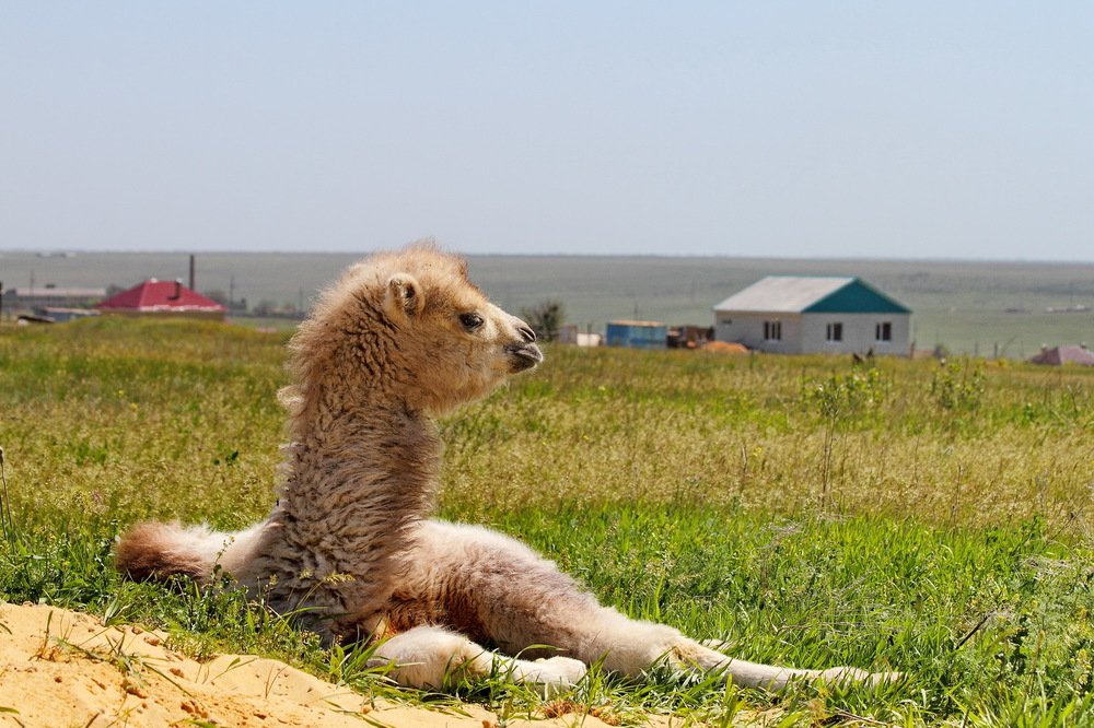 Фотография автора Александр Челмодеев