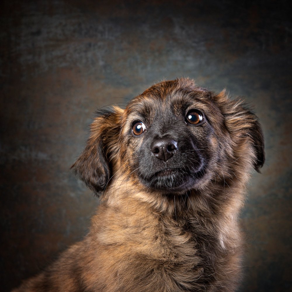 Фотография автора Дмитрий Кошкаров