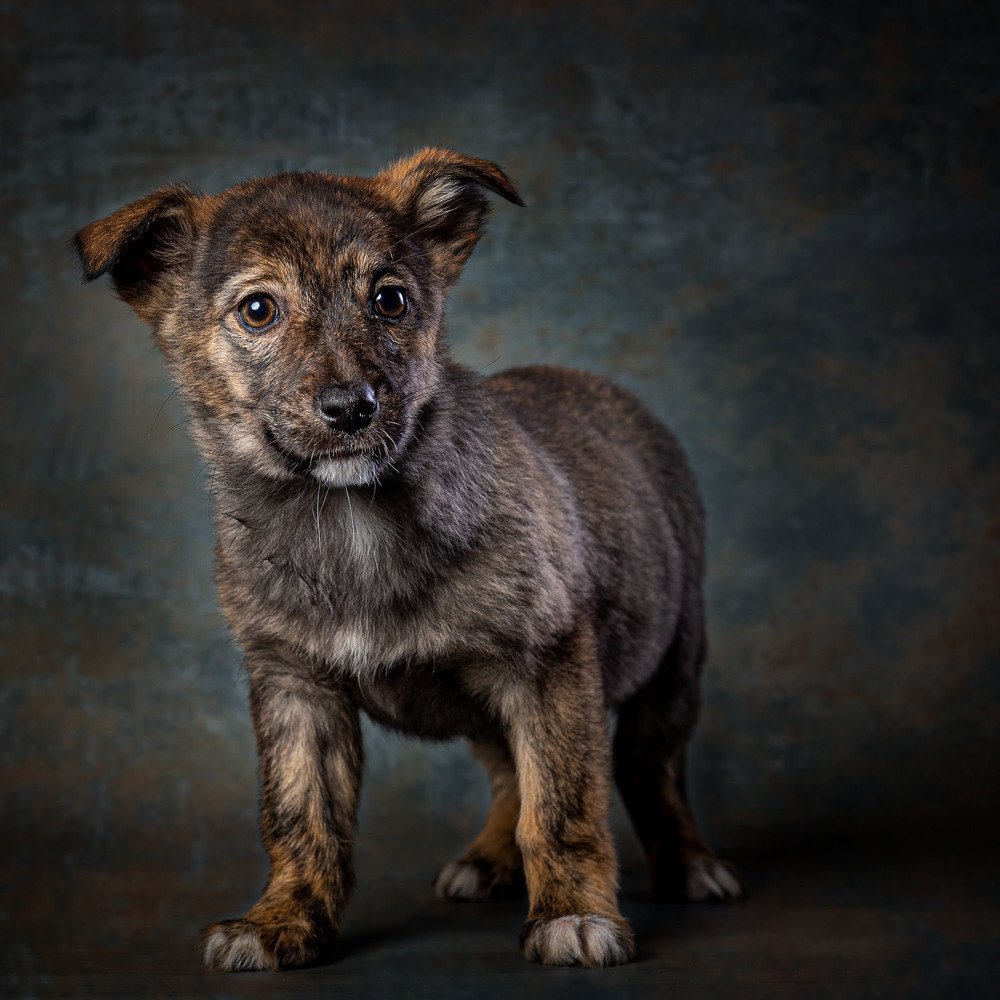 Фотография автора Дмитрий Кошкаров
