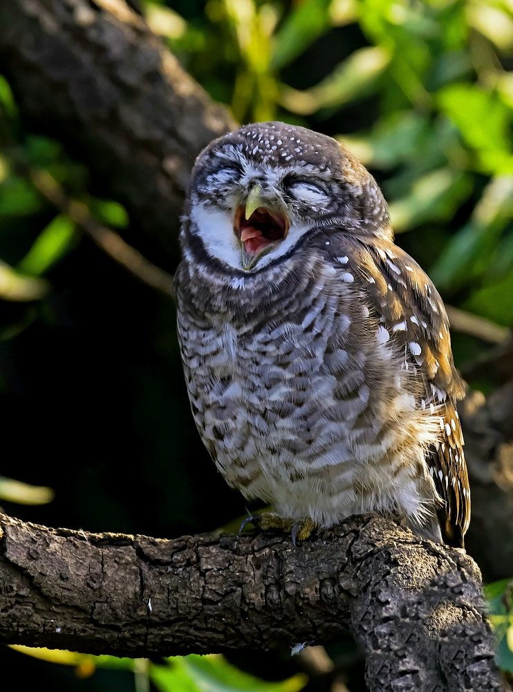 The Spotted Owlet in yawning pose