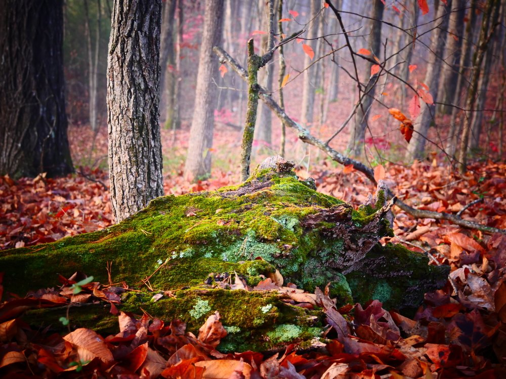 Осенний лес