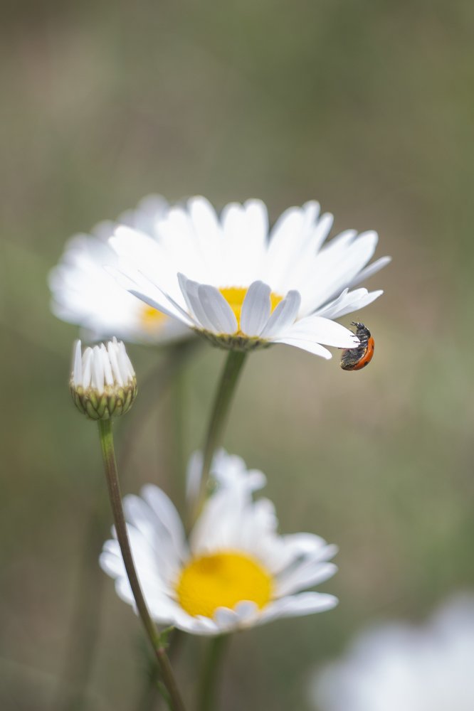 Photograph by Vladimir Soroka
