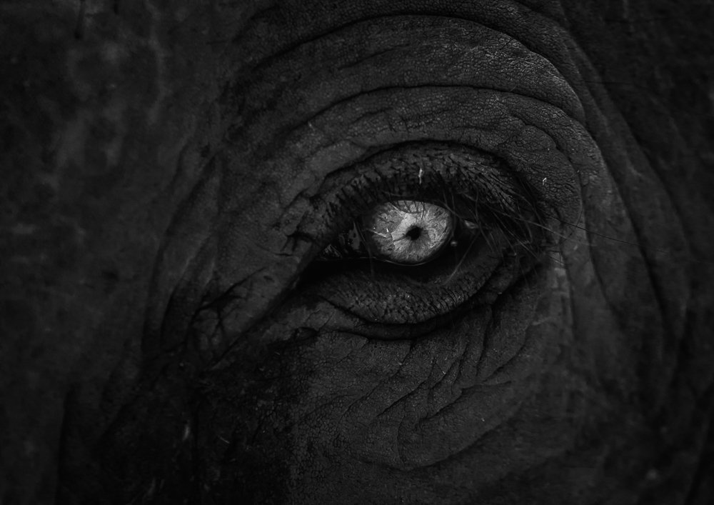 Photograph by Pramod Pramod