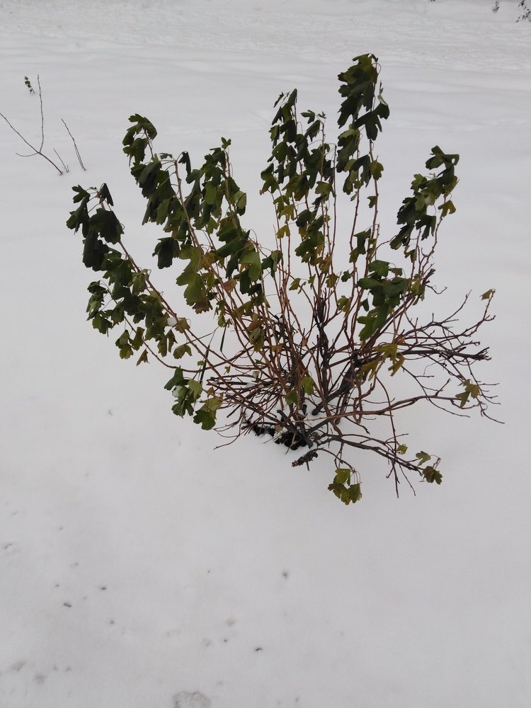 Photograph by Татьяна Ситникова