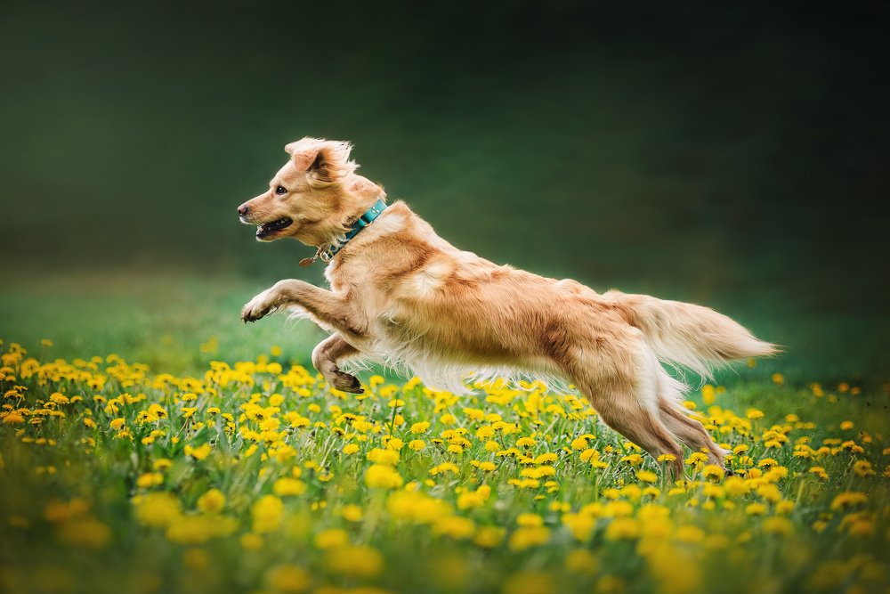 Фотография автора PO IRINA