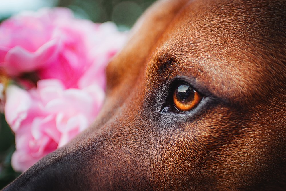 Фотография автора PO IRINA