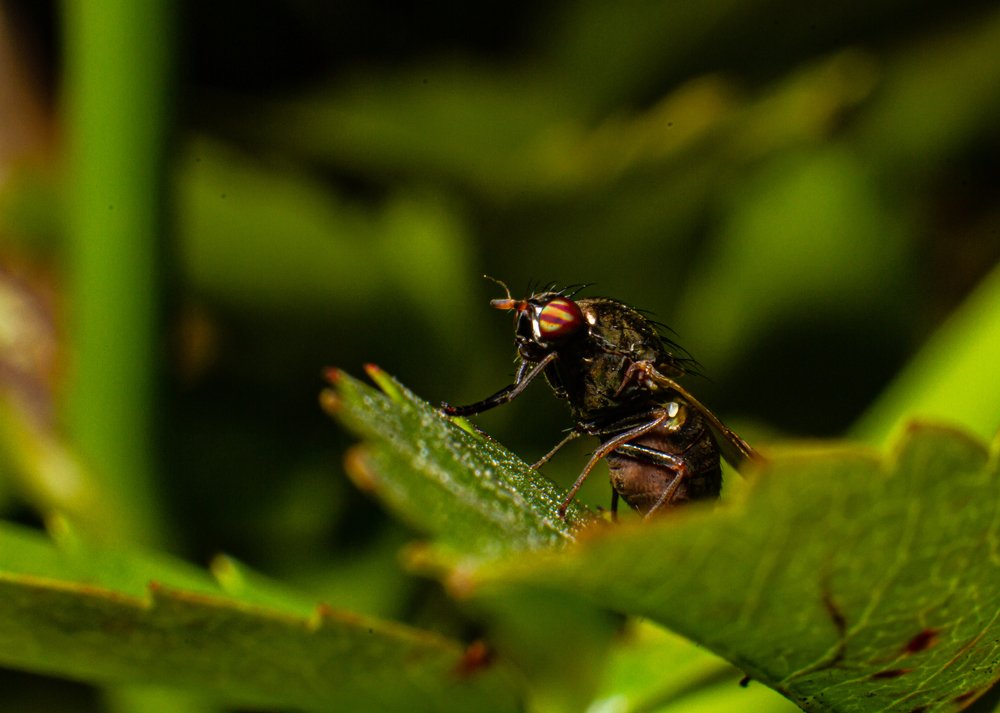 Photograph by Володимир Сорін