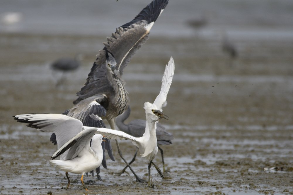 Migrating Birds in Kuwait