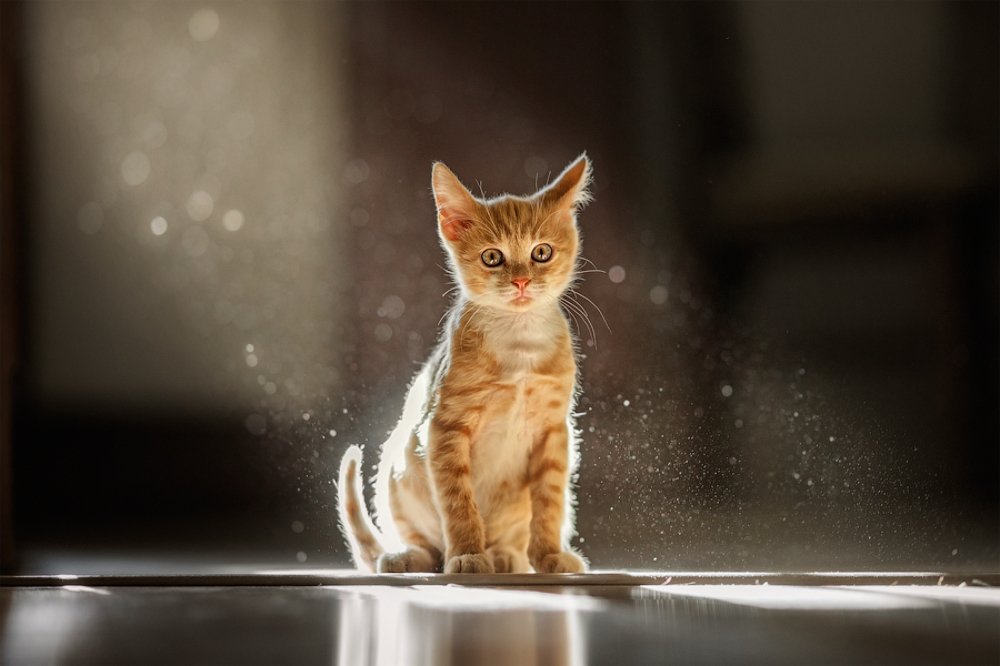 Photograph by Дарья Базарнова