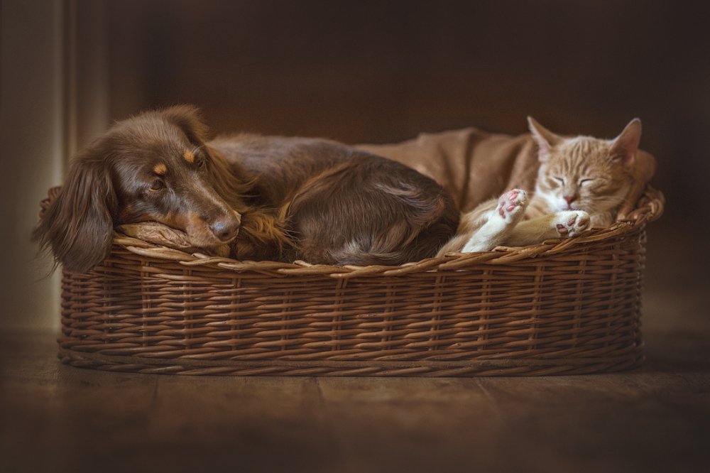 Photograph by Дарья Базарнова