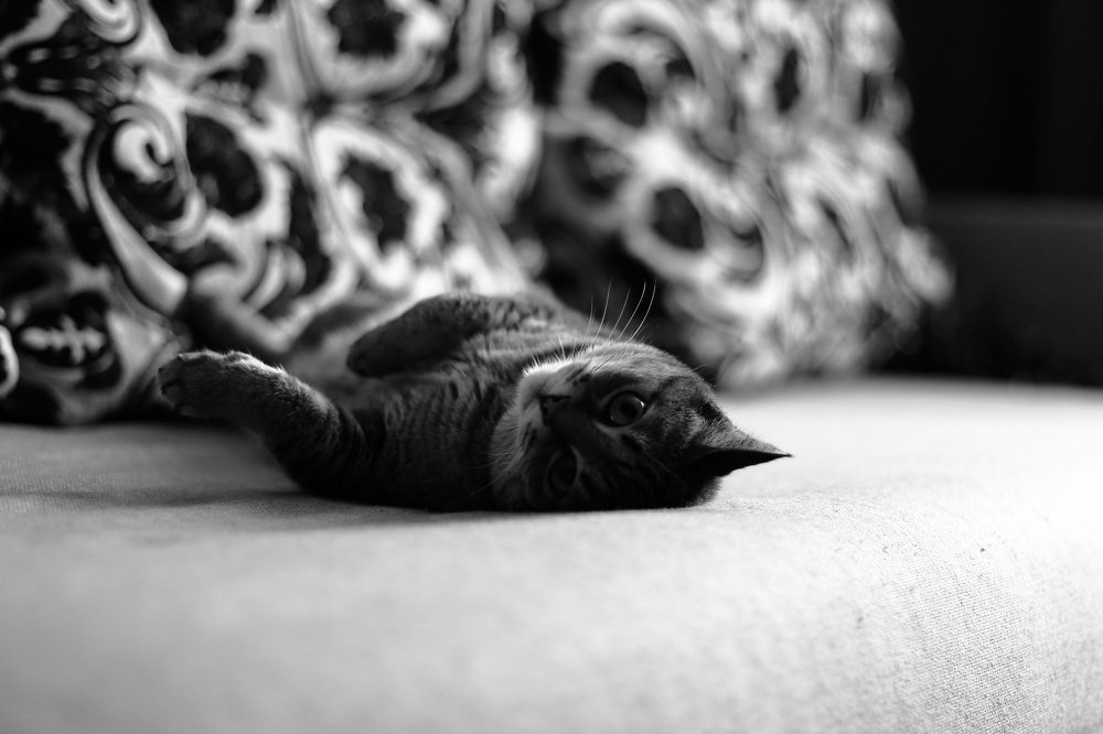 Фотография автора Элеонора Григорьева