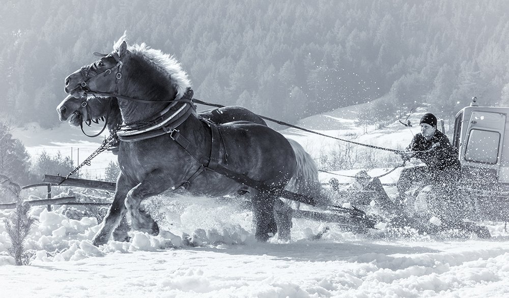 Horse-drawn carriage