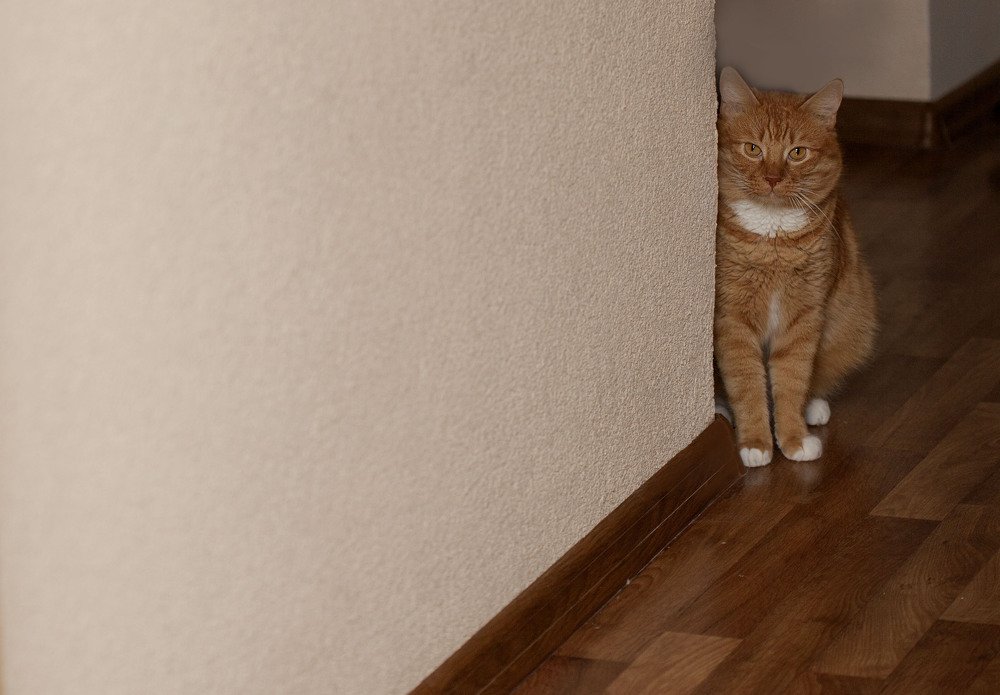 Фотография автора Alena Makushina