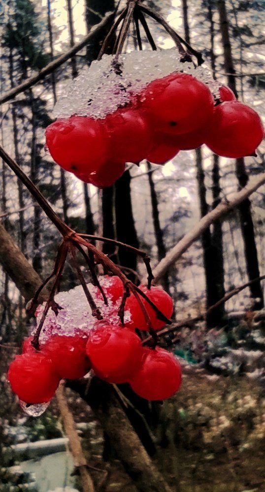 Калина в снегу.