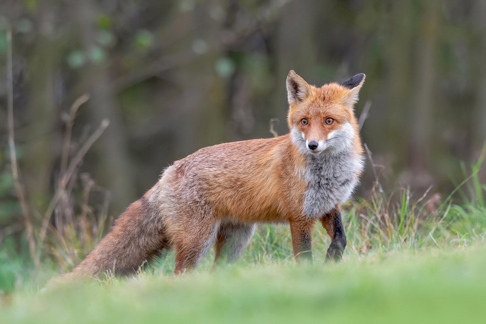 Guardian of the Woodland