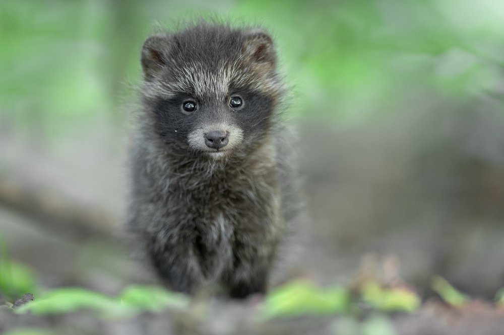 Eyes of the Forest