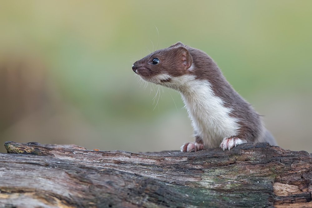 Curious Little Predator
