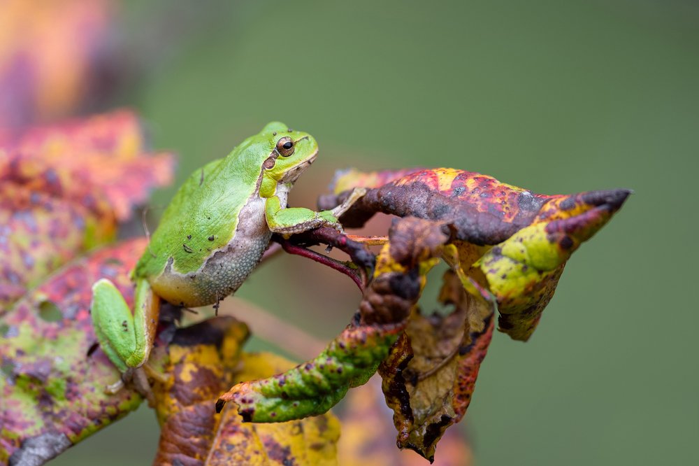 Hidden Among the Colors