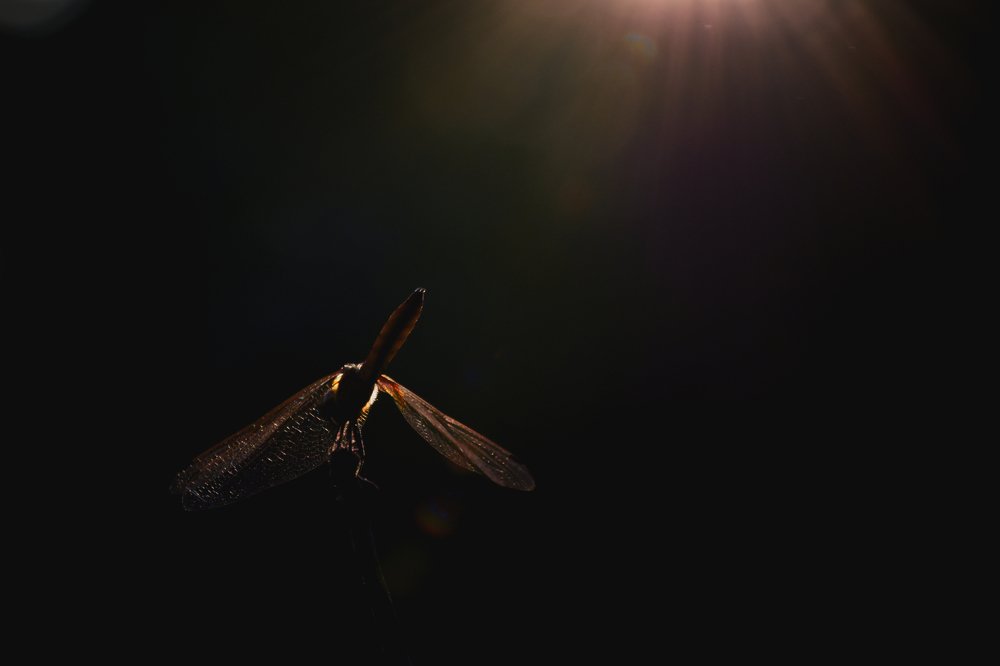 Photograph by Subhajit Paul