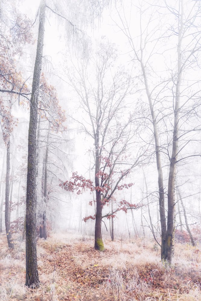 Photograph by Helen Mountaniol