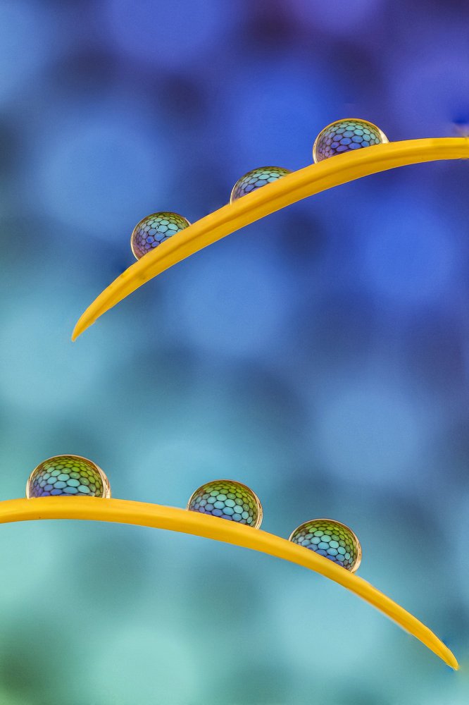 Photograph by António Manuel de Pereira