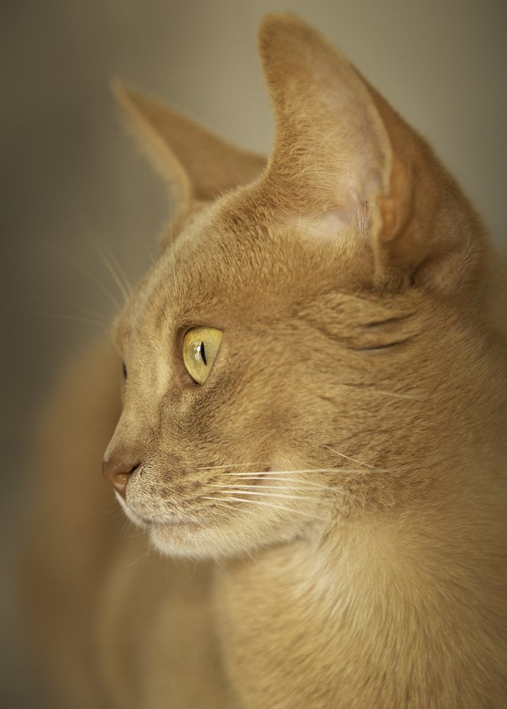 Фотография автора Airide Skrabuliene