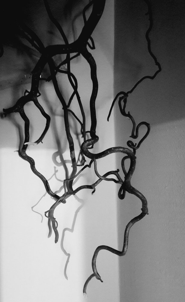 Photo #5300631