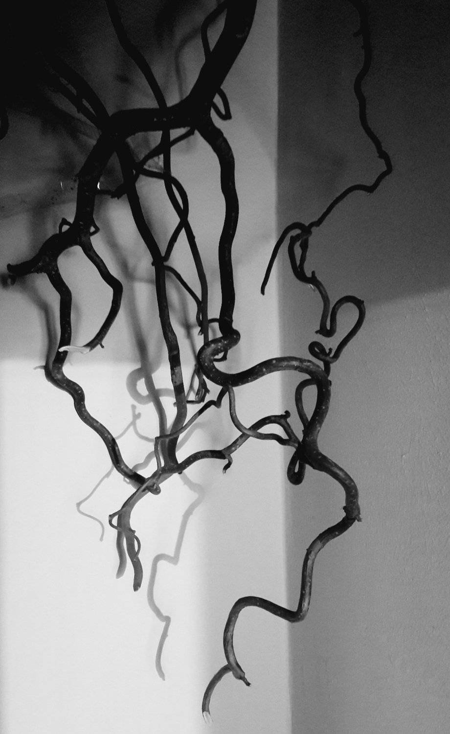 Photo #5300631