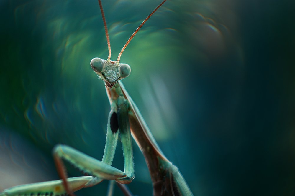 Photograph by Norbert Garaj