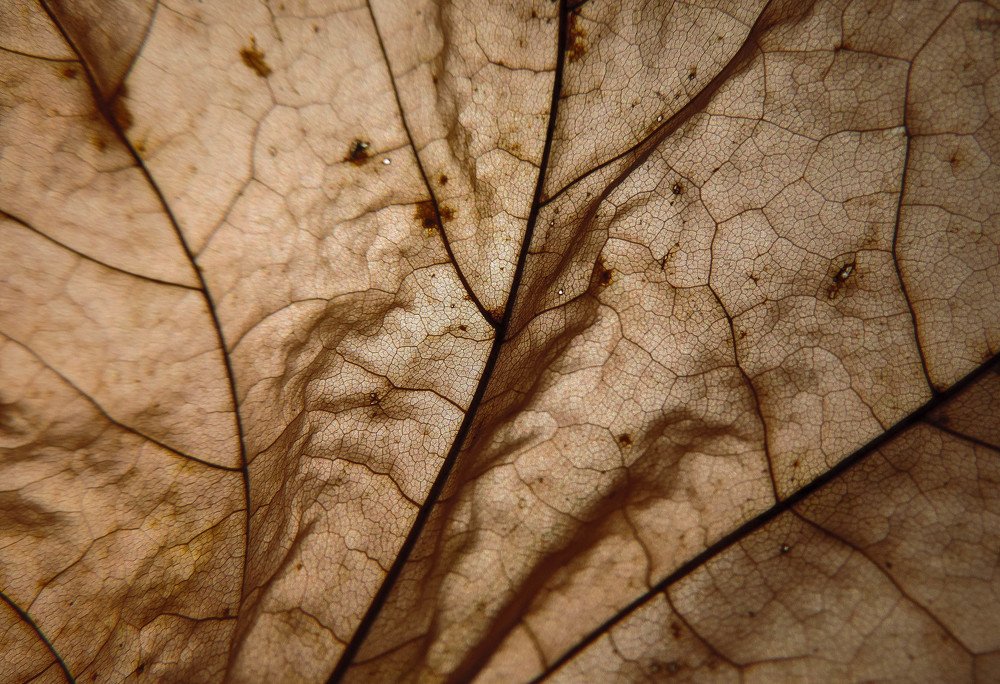 Photograph by Ксения