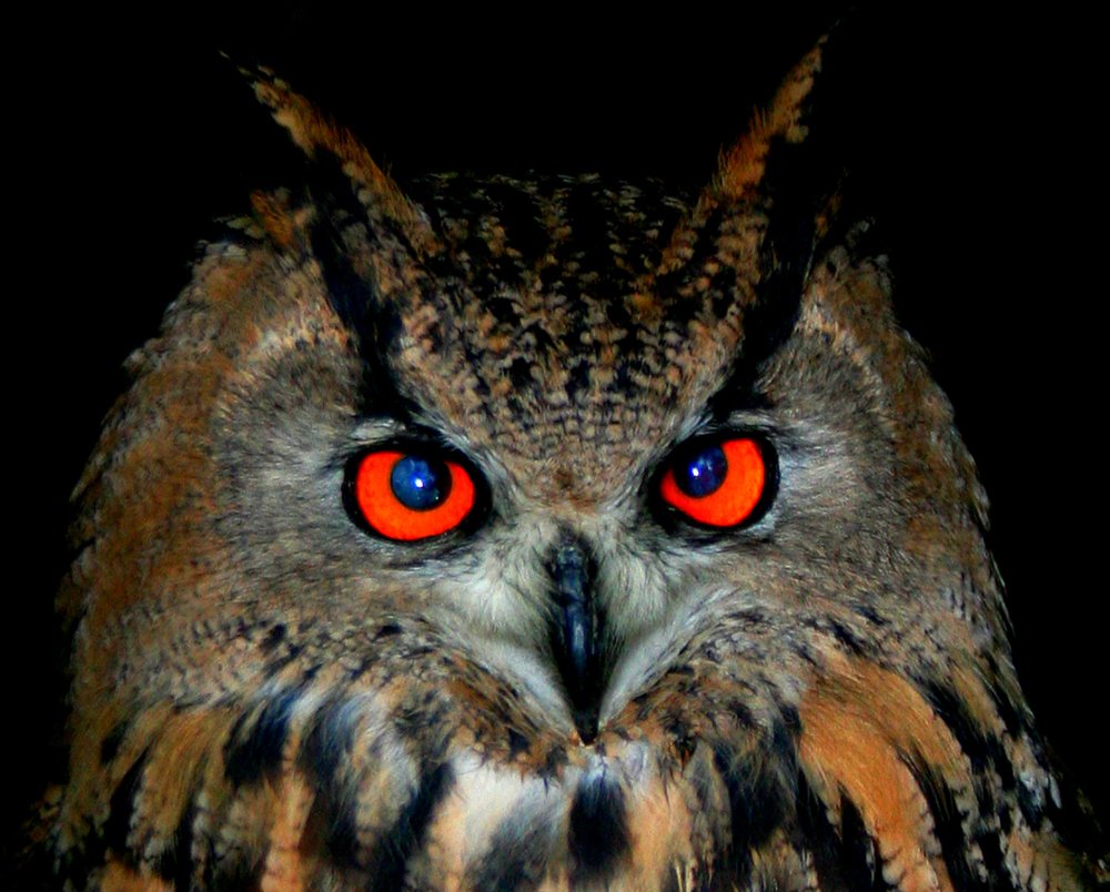 Photograph by Siamak Sabet