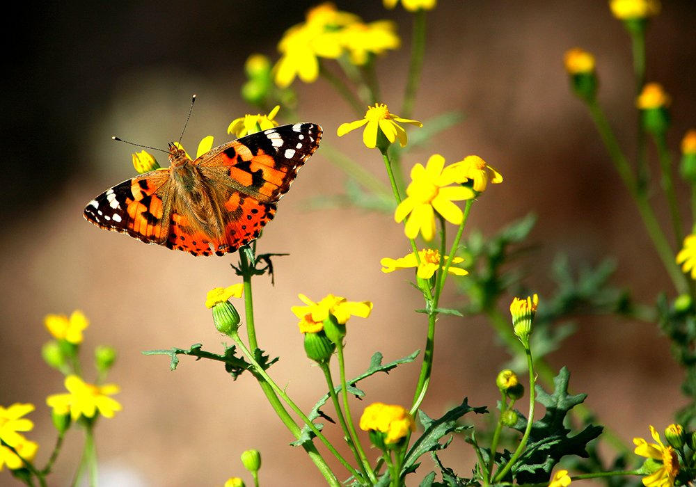 Photograph by Siamak Sabet