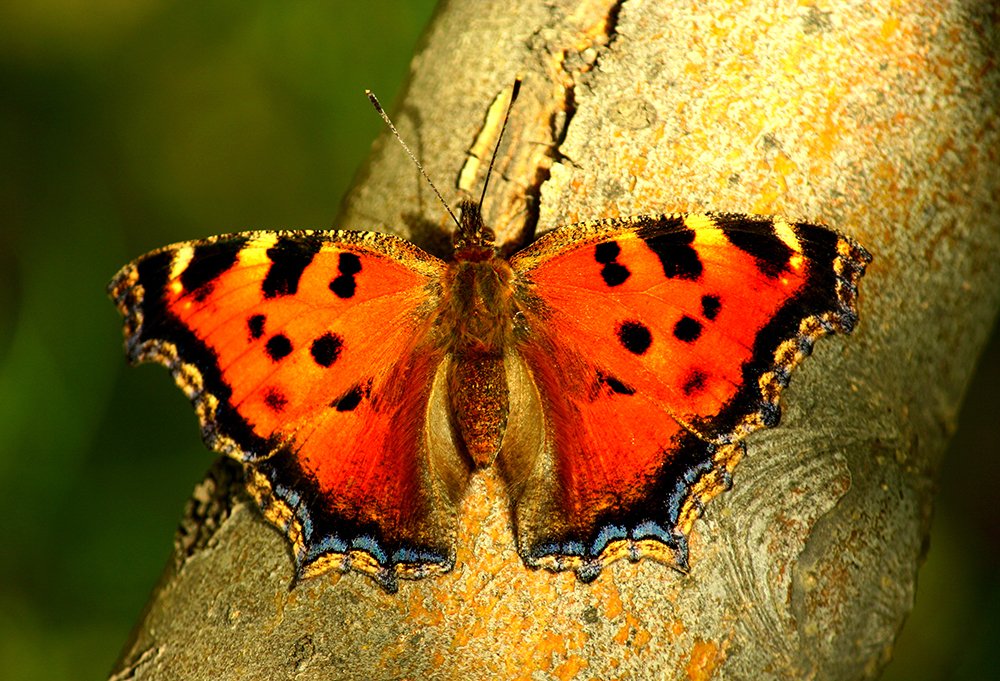 Photograph by Siamak Sabet